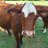 3ECATTLE