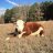 Hereford Lover101