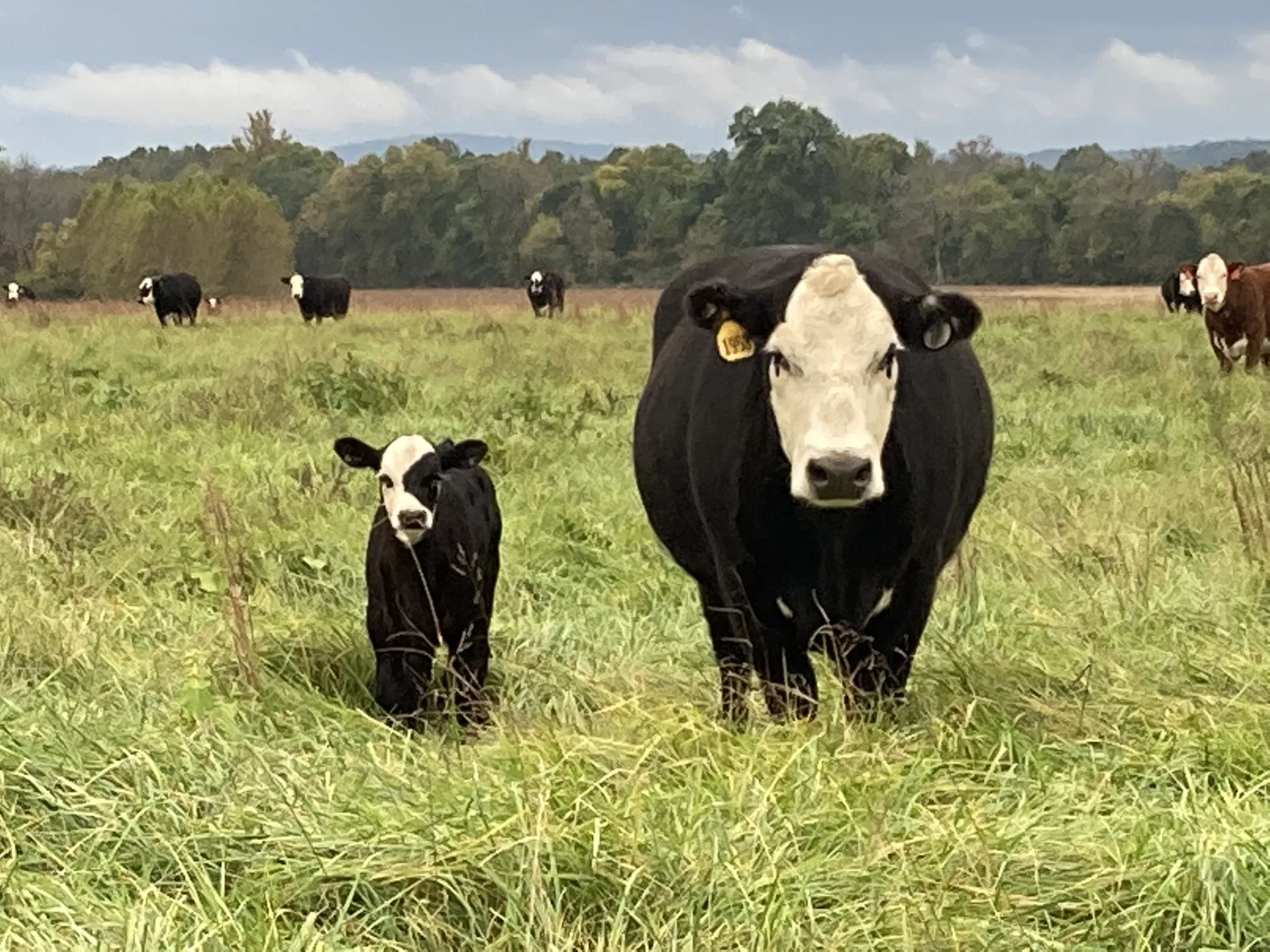 Catle Ranches Weaning weight loss | CattleToday.com - Cattle, Cow & Ranching Community