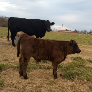 40calf.jpg
