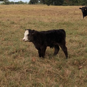 452024calf.jpg