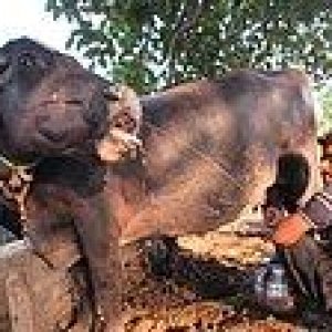 Buffalo_Milk.jpg