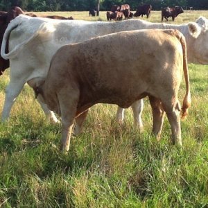 Gert x Charolais.jpg