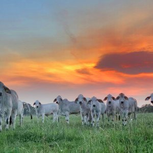 gray-brahman.jpg