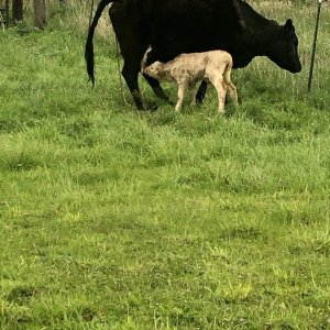 Calf #2 4-30-22.jpg