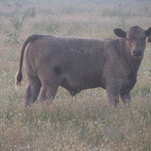 203 Bull (4 months).jpg
