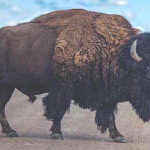 3 NBR bison no scrotum visible.jpg