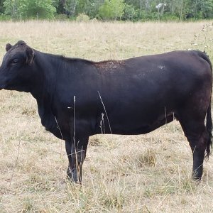 22 6 heifer.jpg