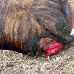 12-03-21 Cricket prolapse 1.jpg